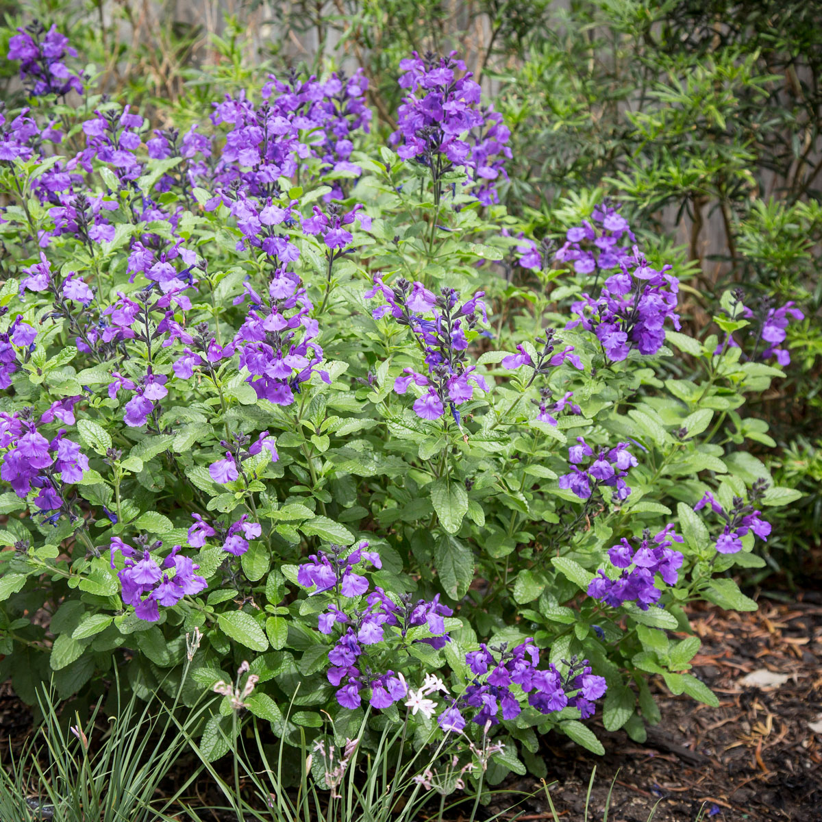 Salvia  - microphylla - So Cool Purple - Cov